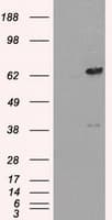 LTA4H / LTA4 Antibody (clone OTI1E9, Carrier-free)
