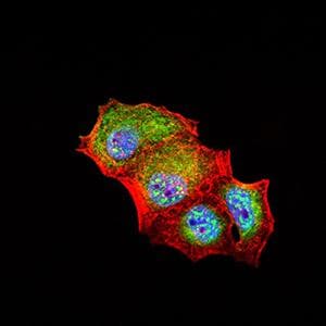 FCRL5 / CD307 Antibody (clone 2A10H7)