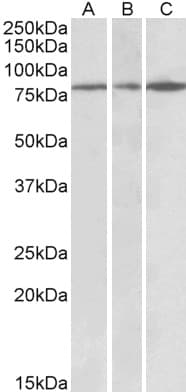 Polyclonal Goat anti-Human PAPD5 Antibody (aa79-90, WB)