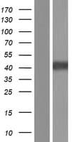 RARA / RAR Alpha Protein (Over-Expression Lysate Myc-DDK (Flag))