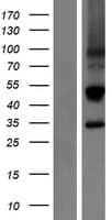 KLRC3 / NKG2E Protein (Over-Expression Lysate Myc-DDK (Flag))