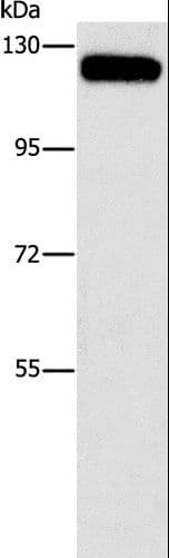 c-CBL Antibody
