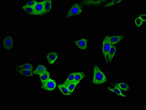 C20orf54 Antibody