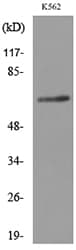 FZD10 / Frizzled 10 Antibody