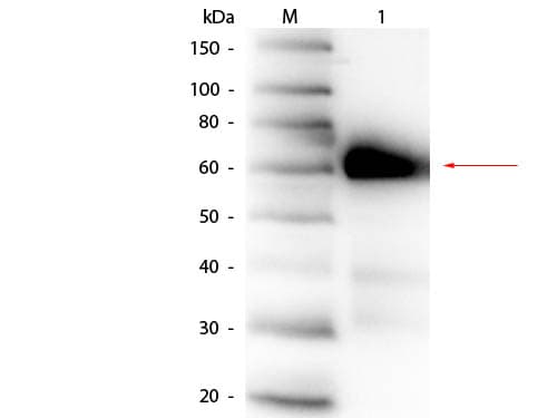 ALPI / Alkaline Phosphatase Antibody (Liquid)