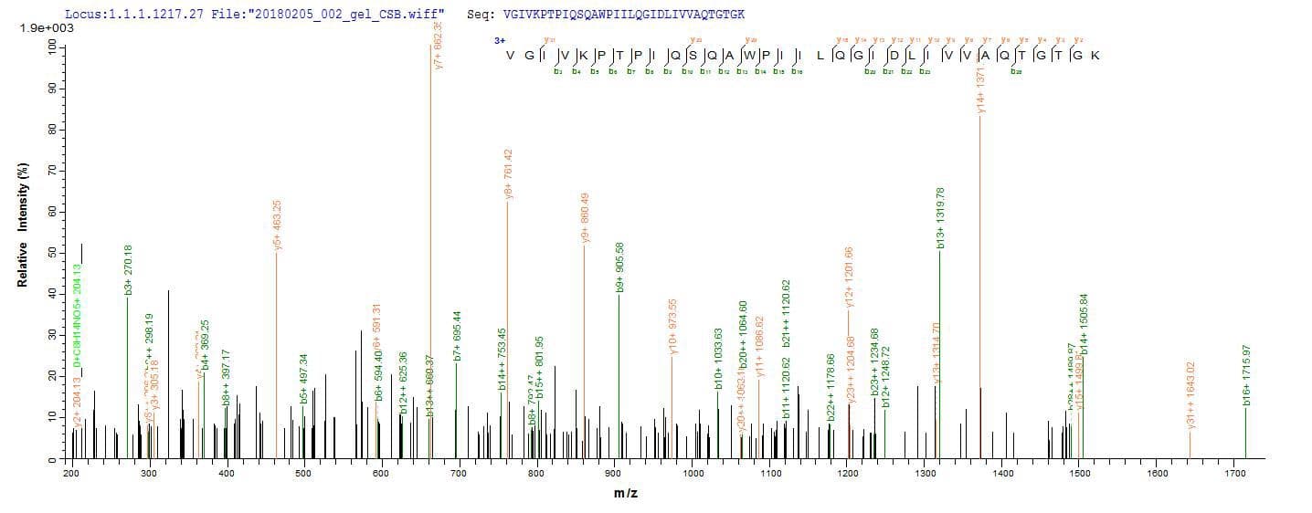 Human CT26 / DDX53 Protein (Recombinant 10His, N-terminus + Myc, C-terminus)
