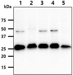 Monoclonal Mouse anti-Human SSU72 Antibody (clone AT45E2, WB)