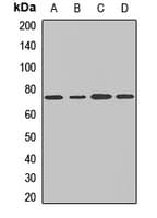 COG6 Antibody