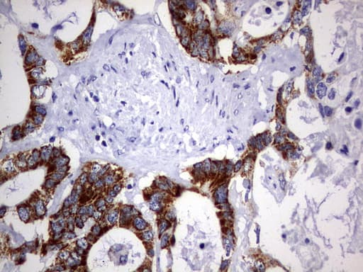 DAP3 Antibody (aa161-398, clone OTI1B12)
