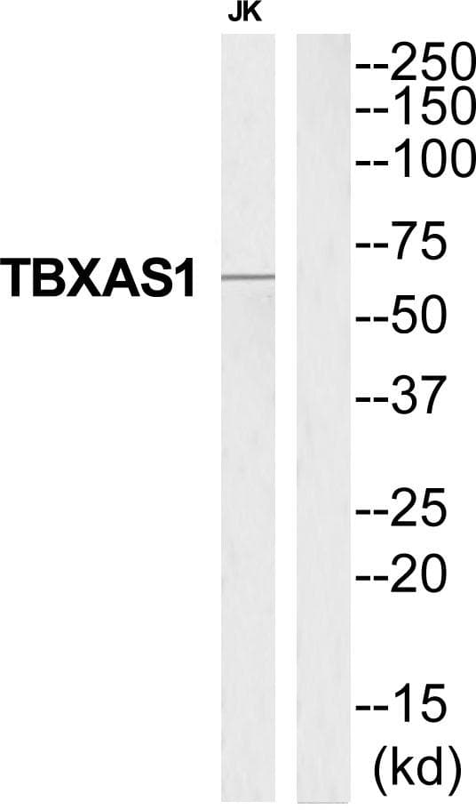 TS / Thromboxane Synthase Antibody