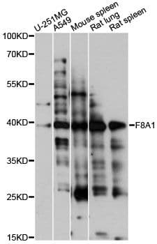 F8A1 / HAP40 Antibody