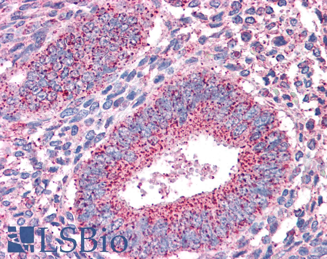 IHC-plus™ Polyclonal Goat anti-Human PTPRM / PTP Mu Antibody (aa1379-1392, IHC)
