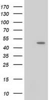 PACSIN3 Antibody (clone OTI1E1, Carrier-free)