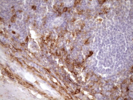 ANPEP / CD13 Antibody (aa668-967, clone 2F10, Carrier-free)
