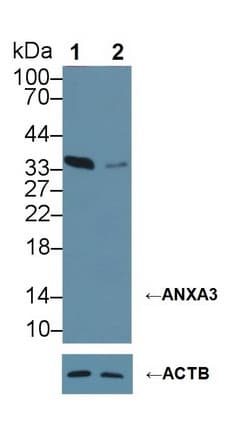 Monoclonal Mouse anti-Human ANXA3 / Annexin A3 Antibody (aa26-160, WB)
