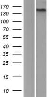 ADGRF5 / GPR116 Protein (Over-Expression Lysate Myc-DDK (Flag))
