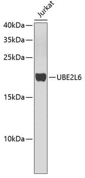 UBE2L6 Antibody