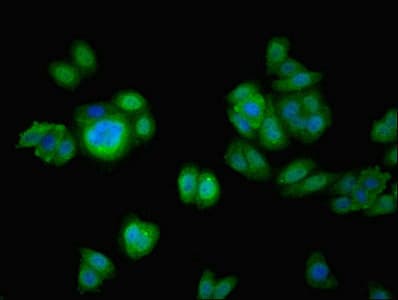 CCDC37 Antibody