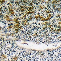 BIK Antibody