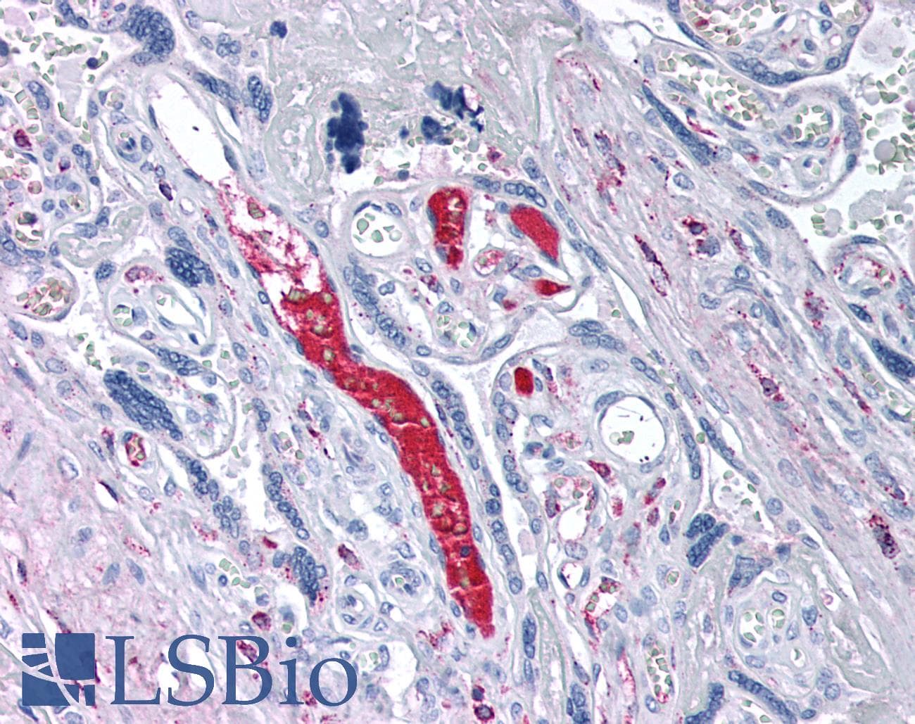 IHC-plus™ Complement C1QA Antibody