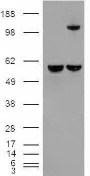 IHC-plus™ IDE Antibody (aa914-924)