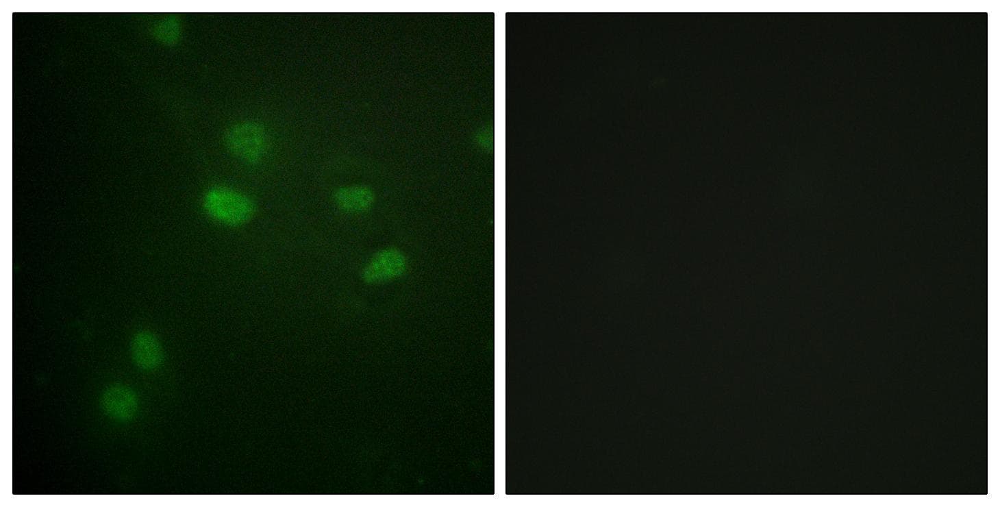 Histone H3 Antibody (phospho-Thr11)