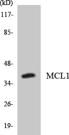 MCL1 / MCL 1 Antibody (aa106-155)