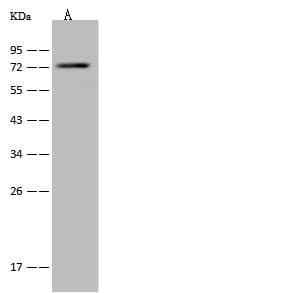 PABPC3 Antibody