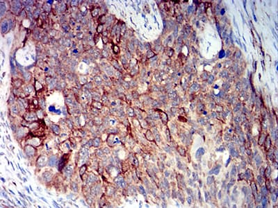 BCL2L10 / Diva Antibody (clone 8A2F9)