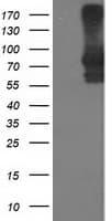 STAT4 Antibody (clone OTI4H6)