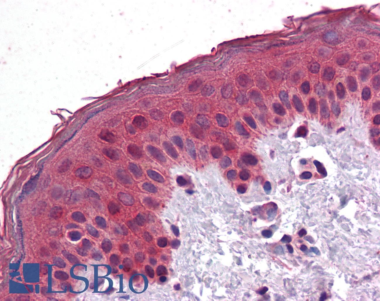 IHC-plus™ SAR1A / SAR1 Antibody (aa105-117)