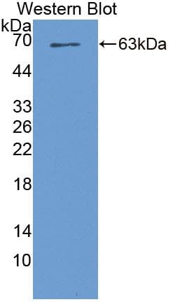 STK39 / SPAK Antibody (aa63-545)