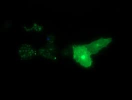 SYT4 Antibody (clone OTI3E10, Carrier-free)