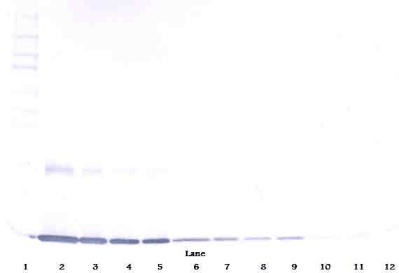 CSF2 / GM-CSF Antibody