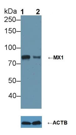 MX1 / MX Antibody (aa80-342)