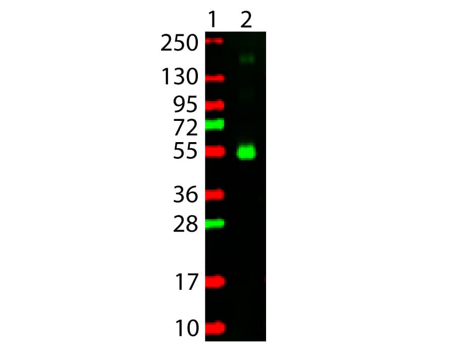 Goat Anti-Monkey IgG Secondary Antibody (TRITC)
