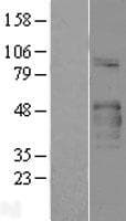 COLQ Protein (Over-Expression Lysate Myc-DDK (Flag))