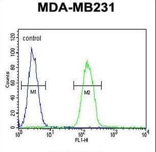 Polyclonal Rabbit anti-Human PHLPP2 / PHLPPL Antibody (aa1295-1323, IHC, WB)