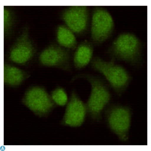 WDR77 / MEP50 Antibody