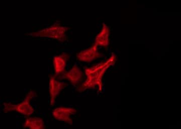 FRS3 Antibody