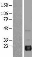 BAALC Protein (Over-Expression Lysate Myc-DDK (Flag))