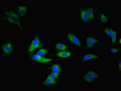ADORA1 / Adenosine A1 Receptor Antibody