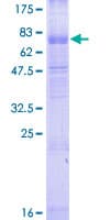Human C3AR / C3a Receptor Protein (Recombinant GST)