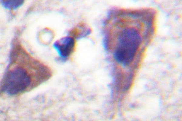 BID Antibody (Ile72)