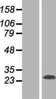 RTN3 / Reticulon 3 Protein (Over-Expression Lysate Myc-DDK (Flag))