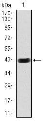HEXA Antibody (clone 3F10)