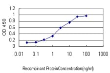 Monoclonal Mouse anti-Human MAPK12 / ERK6 / SAPK3 Antibody (clone 1G4, WB)