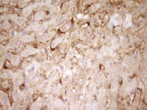PROCR / EPCR Antibody (aa1-210, clone UMAB201, Carrier-free)