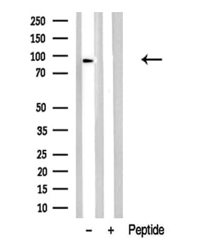MARK1 / MARK Antibody