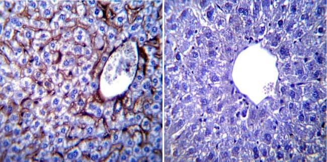 KDEL Tetrapeptide Antibody